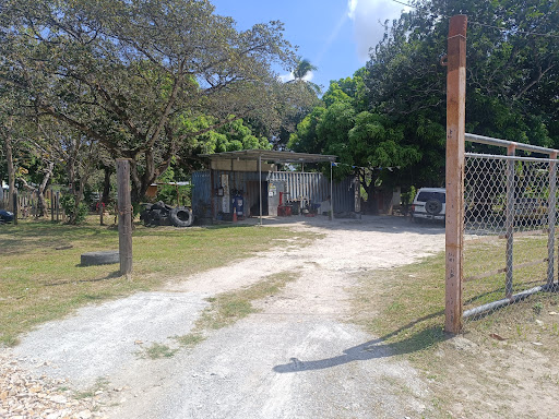 LLANTERIA CIRUELITO
